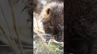 About Beavers World of Beavers Amazing Animal wild animal viral video on mentor world [upl. by Slohcin]