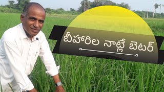 బీహారీల నాట్లే బెటర్ paddy in bihari cultivationby karshaka nestham [upl. by Falito]