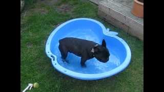 French Bulldog Hugo running leap into splash pool absolute classic [upl. by Nihahs]