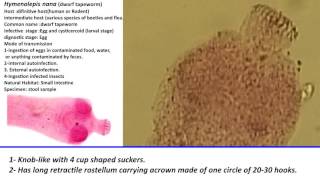 42 Practical Parasitology Scolex of Hymenolepis diminuta [upl. by Helmut]