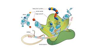 Proteínas  BIOQUÍMICA Estructuras proteicas y aminoácidos [upl. by Endaira]