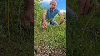 Woodruff gallium odoratum herbs gardening foraging fo permaculture adventure nature [upl. by Korey]