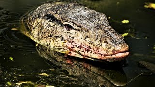 Biggest Monitor Lizard of Tioman Island [upl. by Ahsac]