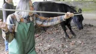 Life and death stillborn calf pulled from heifer [upl. by Kaz]