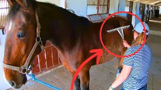 Satisfying ASMR Full Horse Cleaning after Hoof Restoration [upl. by Now72]