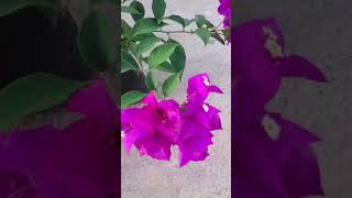 Bougainvillea Elegancia y Color en Cada Ramillete FLORVIDA8 Bougainvilleafucsia [upl. by Eerazed385]