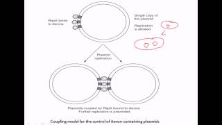 Iteron mediated copy number control [upl. by Anomar]