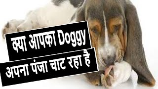 How To Treat An Infected Paw of a Dog  dog ke panje mein infection [upl. by Hardi]