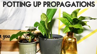 PROPAGATING MONSTERA FATSIA amp DUMB CANE  Repotting Cuttings  Miss Bird [upl. by Eniar239]