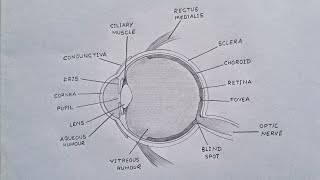 How To Draw Human Eye  Human Eye Diagram humaneye eye [upl. by Notsob]