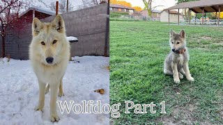 Pet Wolfdog Training From Birth to 7 Months The Wolfdog Project wolfdog [upl. by Yrennalf286]