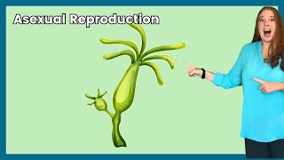 Asexual Reproduction Made Simple 2Minute Crash Course about asexual reproduction [upl. by Darlene]