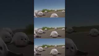 Bouncing Seals to Bemax  Boing Boing [upl. by Varden]