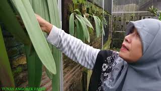 Daun Sultan Anggrek Bulbophyllum phalaenopsis tips perawatan dan harganya pedes [upl. by Trefor]