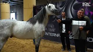 FIERACAVALLI 2023 PADIGLIONE DEL CAVALLO ARABO [upl. by Tavey812]