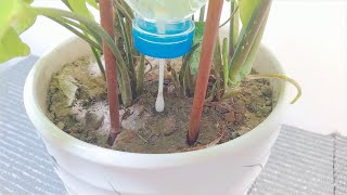 Recycle Water Bottles and Cotton Swabs To Make Drip Irrigation System [upl. by Alil]