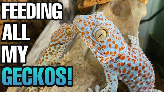 FEEDING MY PET GECKOS Crested geckos Tokays leaf tails and more [upl. by Ailaza]