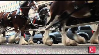 Clydesdales surprise downtowners [upl. by Nomelif]