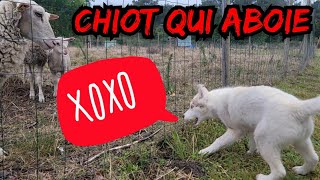 Bruit de chiot qui aboie [upl. by Atiran]