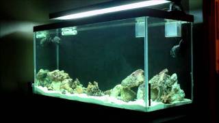 90 Gallon Reef Tank Build  Start up  Update 4 [upl. by Noemi]