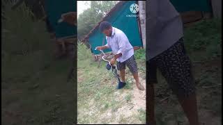 Untold power of snake viral trending funny snakelover animals [upl. by Ok]