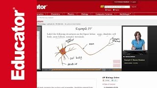 Neuron Structure [upl. by Hines]