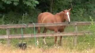 PIPPIN THE FAWN MEETS THE HORSES [upl. by Yvan]