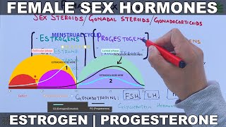 Female Sex Hormones  Estrogen amp Progesterone [upl. by Corette]