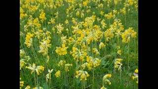 Cowslip Meadow [upl. by Carilyn]