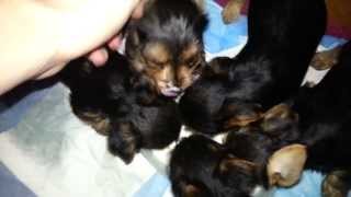 Adorable Yorkshire Terrier Puppies  From Birth to 10 Weeks Old [upl. by Ringler]