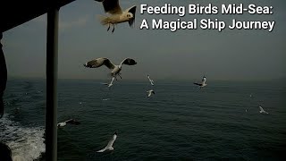 Feeding Birds MidSea A Magical Ship Journey [upl. by Noraf]