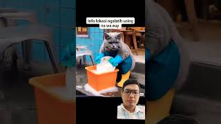 Nice trained Cat cat kucinglucu kucing catlover funny catcomedy pets catvideos adorablepand [upl. by Keil849]