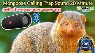 Mongoose Real HD Sound For Trap Calling Hawaiian mongoose voice [upl. by Ahrens439]