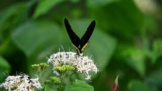 troides Helena butterfly siphoning [upl. by Eineg]