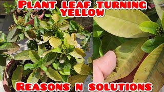 Plant leaves turning yellowTop 10 reasons n solutions पौधे की पत्तियाँ पीली क्यों होती हैं [upl. by Iot]