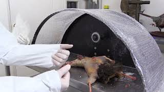 Flying Pheasant Complete Taxidermy Mounting Course step by step  4 Fleshing amp Washing [upl. by Brion574]