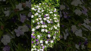 Brunfelsia latifolia flowers begin in purple and fade into lilac and then white 20 Sep 2024 [upl. by Akire]