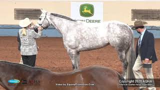 2020 AQHA Select Performance Halter Mares [upl. by Avla693]