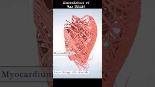 Musculature Of The Heart  Cardiac Muscles  cardiology [upl. by Primaveria]