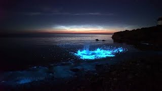 Plankton Light The Sea In Wales It Really Is Something Magical [upl. by Gray]