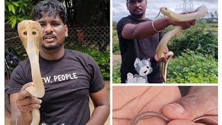 😍 Rescued 3 Snakes 🤗 spectacledcobra ratsnake wolfsnake snake snakesunny [upl. by Eeralih309]