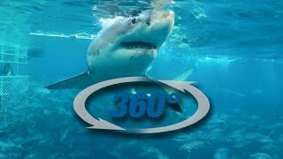 360° Shark Cage Dive with Calypso Star [upl. by Aseela640]