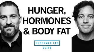 This Hormone Drives Hunger amp Body Fat  Dr Zachary Knight amp Dr Andrew Huberman [upl. by Malet]