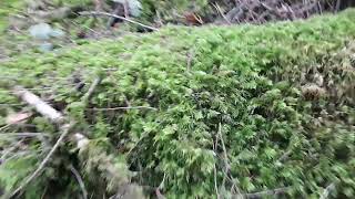 chanterelle picking in BC Canada [upl. by Bolten]