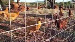 Feeding Chickens Tomato Hornworms [upl. by Jeniece]