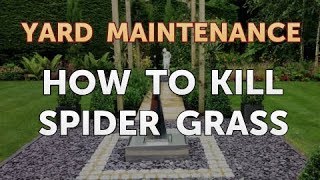 How to Kill Spider Grass [upl. by Enyahc136]