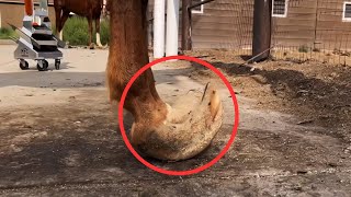 HUGE FEET  HOOF RESTORATION  SHIRE HORSE [upl. by Hartzell]