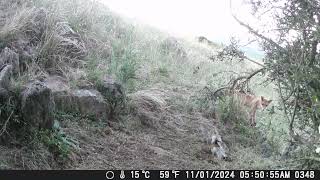 Trail Camera ACTION Kangaroos Wombats and More  Tumbarumba Region Australia [upl. by Natika]