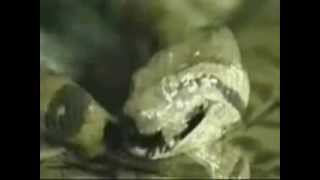 Anaconda eating the entire Crocodile [upl. by Sybilla]