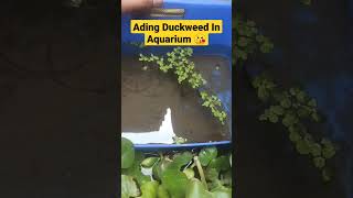 Duckweed In Aquarium good or bad 🤗🔥😘 shortsshort duckweed fish molly shortsvideo [upl. by Sall143]